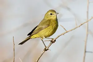 Jim Zipp Wildlife Photography Drucke: Orange-crowned Warbler