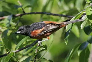 Personalized Home Decor Prints Drucke: Orchard Oriole