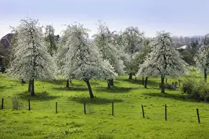 Fruit Blossom Season Drucke: Orchard - in spring blossom