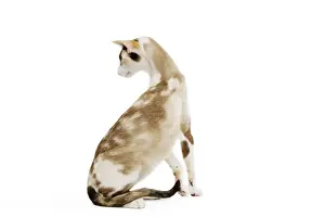 Feline Fine Art Prints Drucke: Oriental Cat - in studio