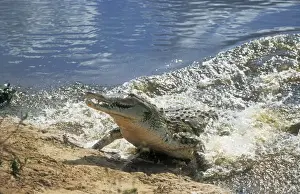 M Watson Photography Drucke: Orinoco Crocodile