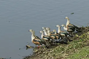 Weißnacken des Orinoko