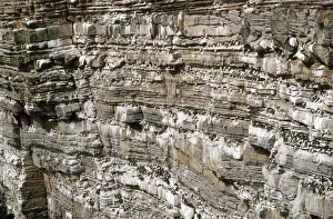 Orkney - Vogelklippen