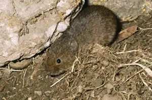 Ardea Wildlife Prints Drucke: Orkney Vole