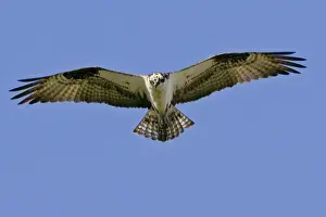 Nature Photography For Sale Drucke: Osprey - in flight, soaring. _A2A4664