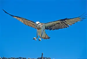 Osprey Nest Drucke: Osprey, KI, SA