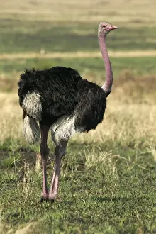 African Savannah Birds Drucke: Ostrich