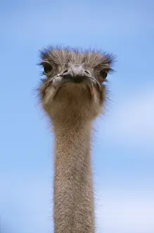 Drucke von PC-469 OSTRICH - Kopf und Hals Struthio camelus von Piers Cavendish Bitte beachten Sie, dass die Drucke nur für persönliche Anzeigezwecke gedacht sind und nicht reproduziert werden dürfen Bilder Datiert 2006 September: Weißhuhn Kopf und Hals