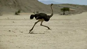 Weißer Nashorn, Namibien