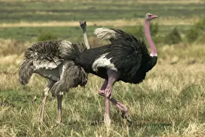 Ostriches In The Wild Drucke: Ostrich Pair