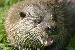 Brian Bevan Wildlife Art Drucke: Otter close up of head - snarling