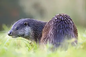 Otter Species Drucke: Otter - UK
