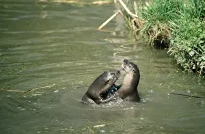 UK Wildlife Mammals Drucke: Otters - playing