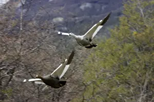 Argentina Wildlife Images Drucke: ouette de Magellan