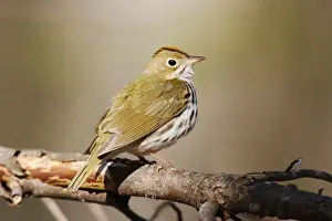 Bird Photography Prints For Sale Drucke: Ovenbird