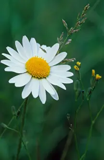 Marguerite Flower Drucke: Ox-eye Daisy