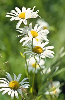White Flowers Germany Drucke: Oxeye Daisy