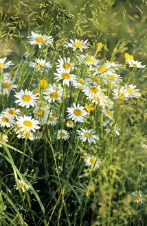 White Blooming Plants Drucke: Oxeye Daisy field