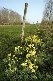 Oxlip Flower Drucke: Oxlip in meadow