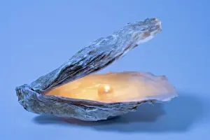 Austern Drucke: Muschelhals mit künstlichem Perlenkern