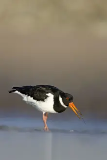Personal Use Wildlife Artwork Drucke: Oystercatcher