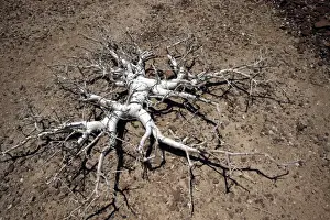 Arid Landscape Photography Africa Drucke: Pachypodium Namibia