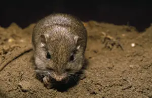 Drucke von MOP-380 Pazifik-Putzmäusen Perognathus longimembris Hirschmöse von Peterson Bitte beachten Sie Elch Drucke: Pazifischer Tasenmaus