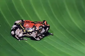 Personal Use Wildlife Artwork Drucke: Painted burrowing frog - on leaf Madagascar