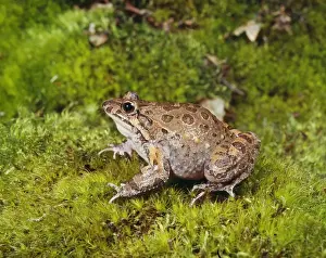 Jean Paul Ferrero Artwork Drucke: Painted Frog