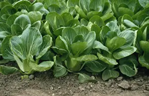 Edible Greens Drucke: Pak Choi