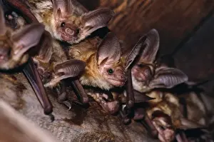 Bat Conservation Images Drucke: Pallid Bat