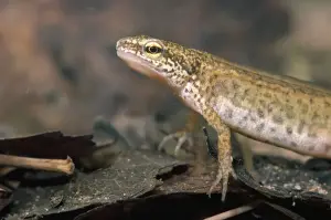 Triturus Helveticus Drucke: Palmate Newt