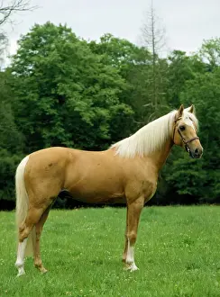 Rheinländisches Pferd - Ponys im Grünland