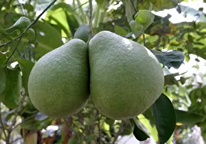 Tropical Citrus Fruits Drucke: Pamplemousse / Shaddock