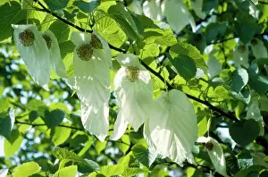 Bilder Datiert 2006: Papierhandtuchbaum