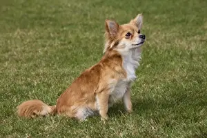 Hühnerfederhund