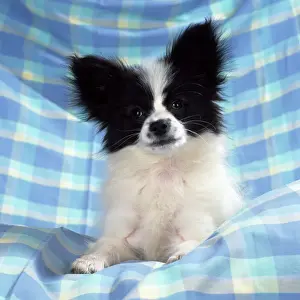 Zuckerhund Papillon