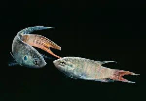 Tropical Aquarium Fish Drucke: Paradise Fish