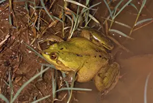 Amphibian Pictures Drucke: Paradox Frog