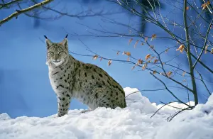 Johan De Meester Art Drucke: Pardel Lynx - in snow