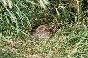 Bird Photography Prints Drucke: Partridge