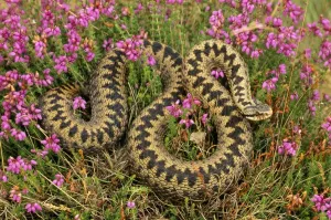John Cancalosi Photographer Drucke: Adder In heather, UK