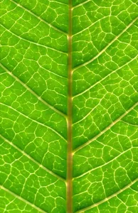 Close Up Leaf Drucke: Close up of Leaf, showing veins