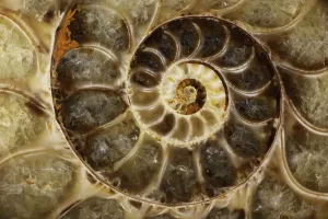 Fossilschalen des Ammonites Desmoceras spp. – Obere Frühkreide – Albinestufe – Provinz Mahajanga, Madagaskar
