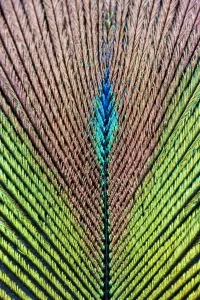 Verwandte Bilder Drucke: Schatz der männlichen Peacocks