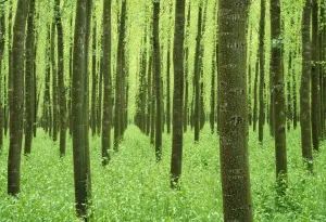 Evening Light Photography Spain Drucke: Poplar Tree - cultiveted. in evening light. province of Granada, Andalusia, Spain