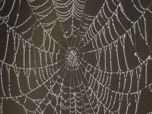 Arachnid Images Drucke: Spider's Web - with morning dew