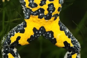 Switzerland Wildlife Photography Drucke: Yellow-bellied Toad - close-up of underside - Switzerland