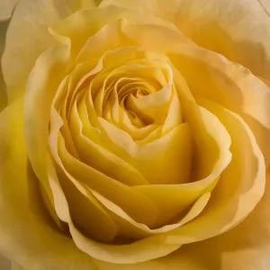 Studio Flower Photography Drucke: Yellow Rose