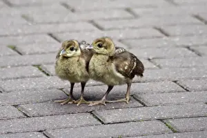 Pavo Cristatus Images Drucke: Peacock - 2 young chicks on a park path, Hessen, Germany